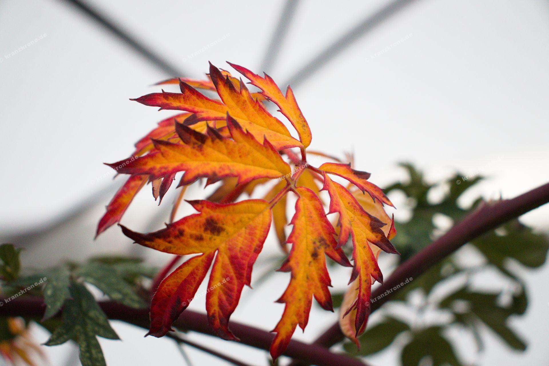 Der zweite Versuch einer Makroaufnahme mit den Blättern eines Ahorn.